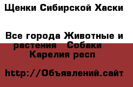 Щенки Сибирской Хаски - Все города Животные и растения » Собаки   . Карелия респ.